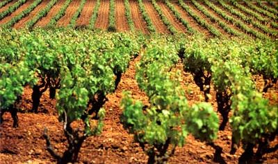 Cada uva en su terruño